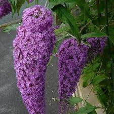 The Best Thing I Ever Did Garden Wise Was To Plant Three Butterfly Bushes I Have Never Seen So Many Butterflies In O Beautiful Flowers Plants Butterfly Bush