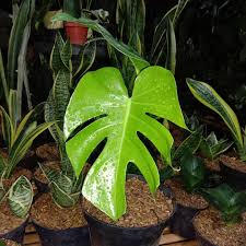Mokstera Ready Berbagai Ukuran Harga Disesuaikan Dengan Kualitas Tanaman Ali Garden82 Tersedia Tanaman Plants Plant Leaves Philodendron