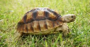 Image result for Grewia sulcata