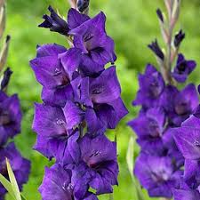 Lamium plants don't tolerate foot traffic, so they should be situated out of the way. Gladiolus Purple Flora Bulbs Large Flowering Gladiolus High Country Gardens