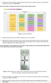 solved data table 1 dna coding strand 5 to 3 atgacca