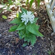 Image result for Justicia australis