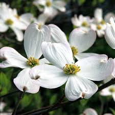 One of the showiest flowering trees native to north america, the white dogwood is sheer perfection. White Dogwood Trees For Sale Brighterblooms Com