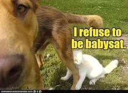 Image result for lolcats