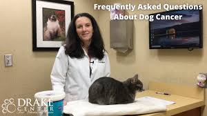 A sudden spike in appetite also warrants a. Dog Cancer Symptoms Diagnosis Treatment