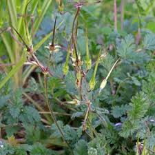 Image result for Geraniaceae