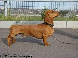 We did not find results for: Genomia Dachshund