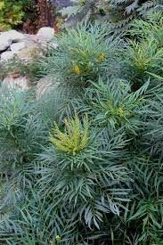 Gratis versand in 24 h bereits ab 20€. Mahonia Eurybracteata Soft Caress Architectural Plants