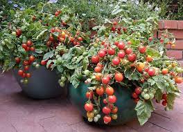 Many herbs are easy to grow and thrive year round in the low desert of arizona. 10 Favorite Vegetables Easily Grown In Pots Signals Az