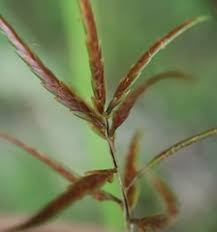 Image result for Brachycorythis lastii