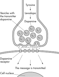 The addition of carbidopa prevents levodopa from being converted into dopamine prematurely in the bloodstream, allowing more of it to get to the brain. Long Term Motor Complications Of Levodopa Clinical Features Mechanisms And Management Strategies Postgraduate Medical Journal