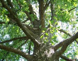 Paul snyder, program assistant at the university's secrest arboretum in its bane is a disease called leaf blotch. Common Oak Tree Diseases In Ohio Dengarden
