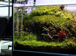 Image result for Hygrophila cataractae
