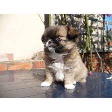 Japanese Chin Chihuahua Mix Chin Wa Puppy Captain Jack Sparrow Cute Animals Chihuahua Puppies Your Dog
