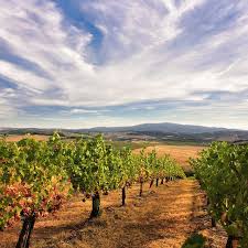 The Beautiful Skyline Of The Chianti Classico With Its Vineyards Tuscany Vineyard Under The Tuscan Sun Around The World In 80 Days