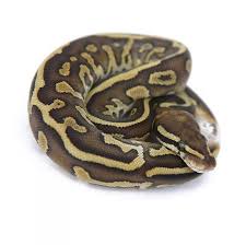 Check spelling or type a new query. Ball Python Morphs And Genetics The Ultimate Guide