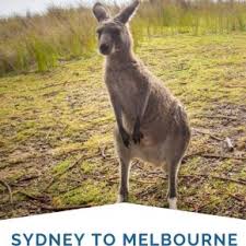 Driving From Sydney To Melbourne Sydney Getaways