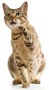 Columbus is a latinized version of the italian surname colombo. Soft Paws The Quick And Cheap Declawing Alternative Softpaws Com