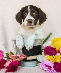 There are 336 brittany puppy for sale on etsy, and they cost $13.58. Brittany Spaniel Puppies For Sale Happy Valentines Day Happyvalentinesday2016i