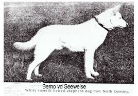 They may also appear in white. Zwinger Vom Birkenbaum