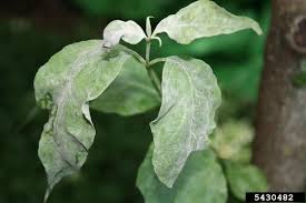 Since 1950 we have been providing a wide range of perennials, annuals, bulbs, shrubs, vines, amaryllis, gardening tools. Flowering Dogwood Problems