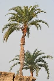 It has a heavy trunk, bearing leaf scars. Phoenix Sylvestris Wikipedia