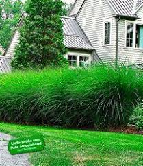 Pin Op Outdoor Graser