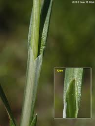Image result for Carex leptosaccus