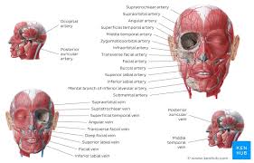 Major arteries, pulse points, and veins. Major Arteries Veins And Nerves Of The Body Anatomy Kenhub
