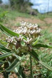 Image result for Melhania acuminata