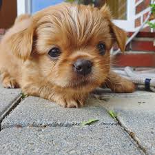 Ha Wer Bist Du Denn Pekingese Animals Dogs