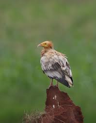 The egyptian vulture (neophron percnopterus), also called the white scavenger vulture or pharaoh's chicken, is a small old world vulture and the only member of the genus neophron. Diclofenac For Vultures Has Been A Disaster By Marianne De Nazareth