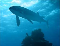 The specimen suggests that leedsichthys problematicus grew to a full size of around 50 feet long. Prehistoric Giant Fish Could Grow More Than 16 Metres Long