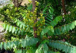 Image result for Phyllanthus parvulus