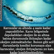 Bilmedigimiz En Ilnginc Gercek Bilgiler Guzel Sozler Interesting Information Animals Beautiful Did You Know