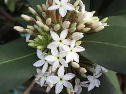 Image result for Acokanthera