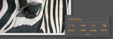 Download Bridge And Get Started