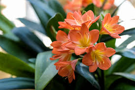 Image result for Clivia miniata