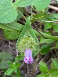 Image result for Ipomoea involucrata