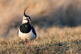 Der steinkauz sei ein sympathisches symbol für den naturschutz, eine nachhaltige landwirtschaftspolitik und für eine raumplanung. Wahlen Sie Ihren Lieblingsvogel Vogel Des Jahres 2021 Lbv Gemeinsam Bayerns Natur Schutzen