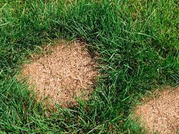 Persistently thin, patchy grass solution: Diagnosing Bare Dead Spots In A Lawn