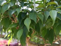 Image result for ficus benjamina en casa