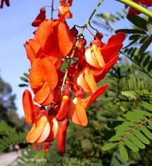 Image result for Sesbania brevipedunculata