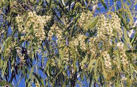 Image result for Melaleuca leucadendron