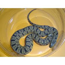 This video gets a close up view and description of each spec. Diamondback Water Snake Adults Strictly Reptiles Inc