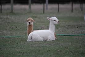 These Two Alpaca Babies Look Like A Pushmi Pullyu Two Of Kichirou S Latest Crias Ashbournealpacas Baby Alpaca Alpaca Breeds