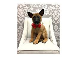 Black belgian malinois puppies for sale in northern california video of an available belgian malinois puppy for sale in southern california intensity levels on a malinois for the malinois breed, there is an intensity scale. Belgian Malinois Dog Male 1920546 Furry Babies