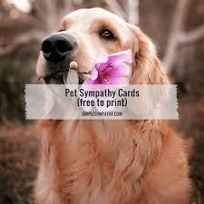 If you don't see a greeting card design or category that you want, please take a moment to let us know what you are looking for. Pet Sympathy Cards Simple Sympathy