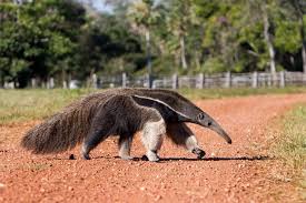 Pin By Brian Myers On Animal Pics Rainforest Animals Giant Anteater Amazon Animals