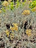 Image result for Helichrysum sulfureofuscum